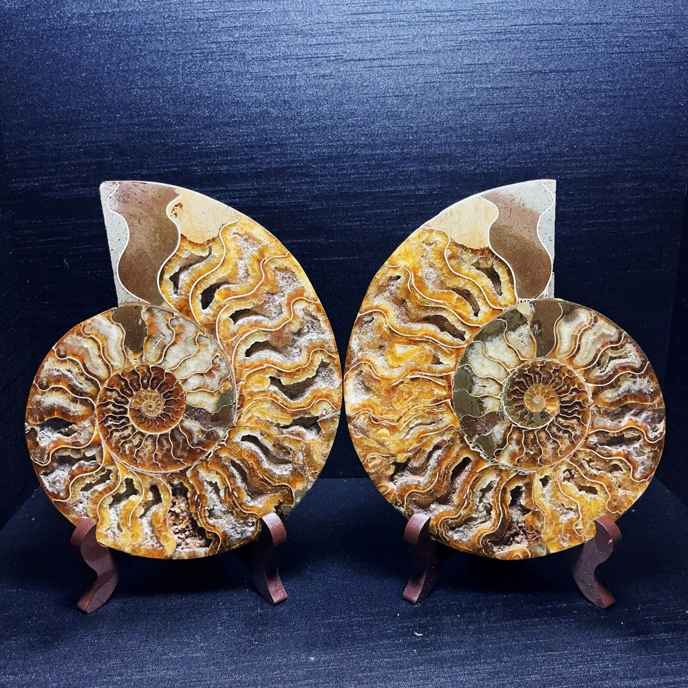 920G A Pair Natural Polished Ammonite Fossil Crystal Madagascar
