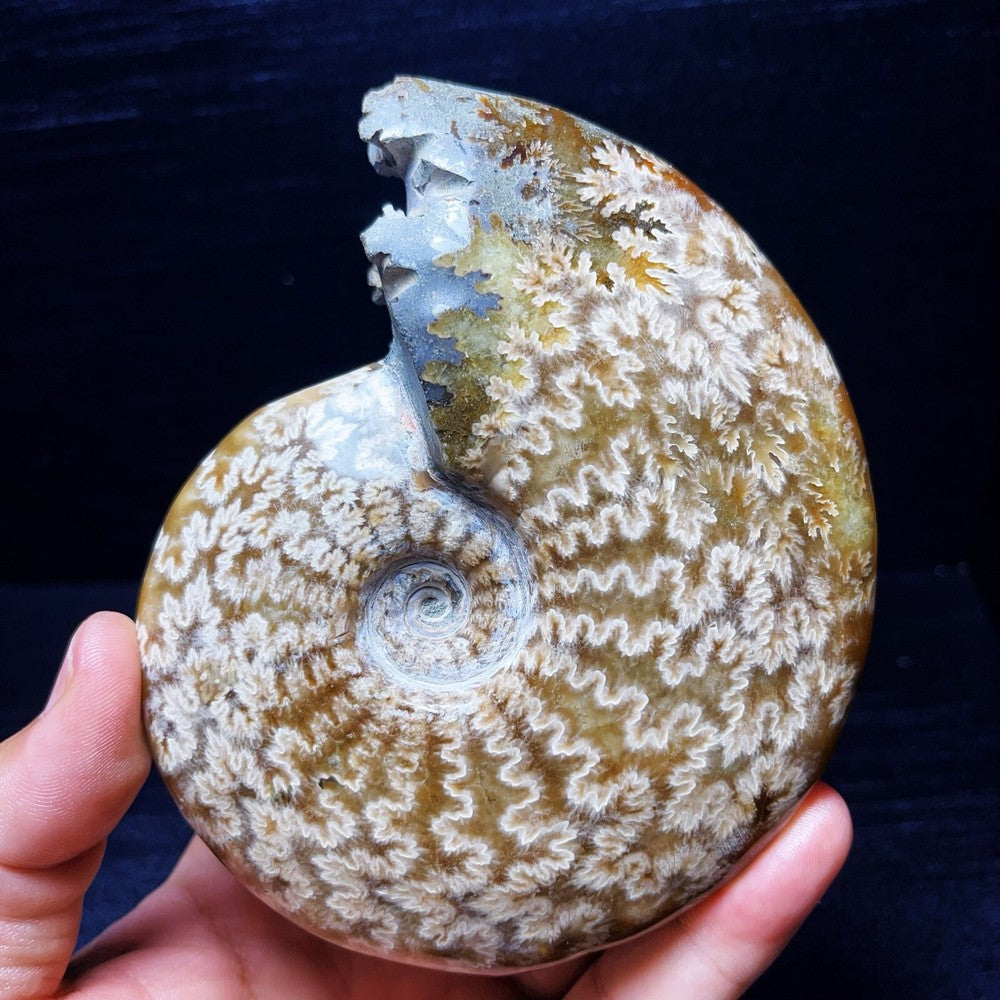 479G Natural Polished Ammonite Crystal Madagascar