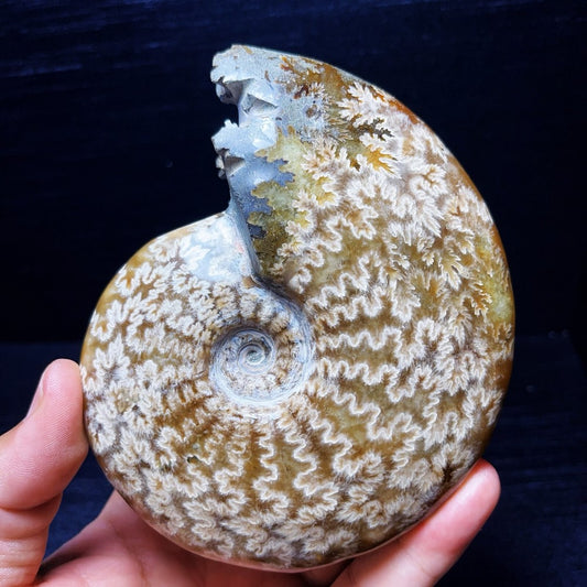 479G Natural Polished Ammonite Crystal Madagascar