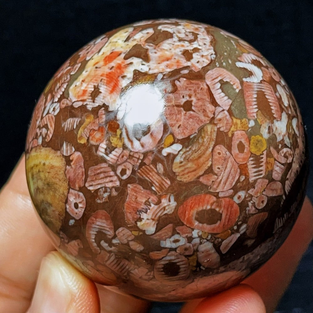283G Natural Colorful Agate And Shell Symbiotic Sphere/Ball Healing