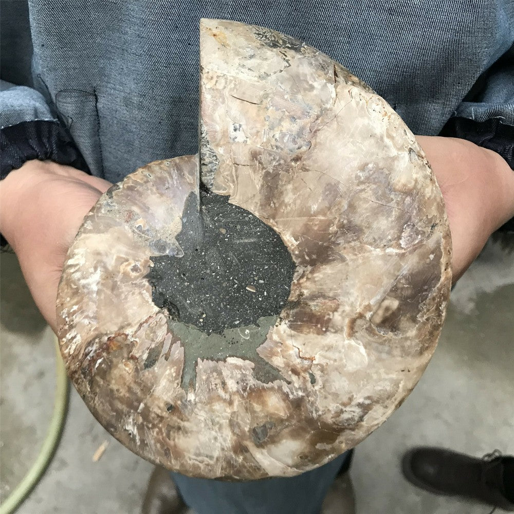 1LB+ Natural ammonite fossil conch crystal specimen healing care