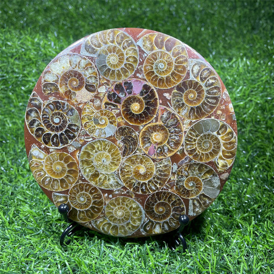 Natural Ammonite Disc Fossil Conch Specimen Crystal Healing Reiki Gift+Stand 1PC