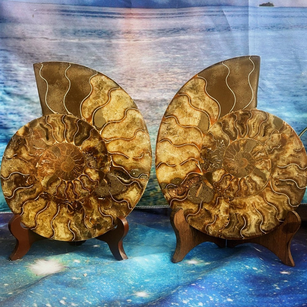 1900G Natural Ammonite Fossil Conch Fossil Fossil Specimen Madagascar 4