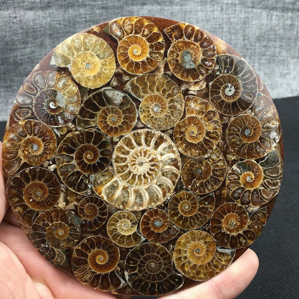 Natural Ammonite Disc Fossil Conch Specimen Crystal Healing Reiki Gift+Stand 1PC