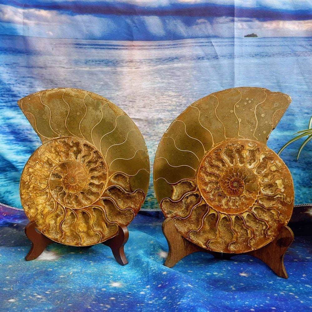 1820G Natural Ammonite Fossil Conch Fossil Fossil Specimen Madagascar 2
