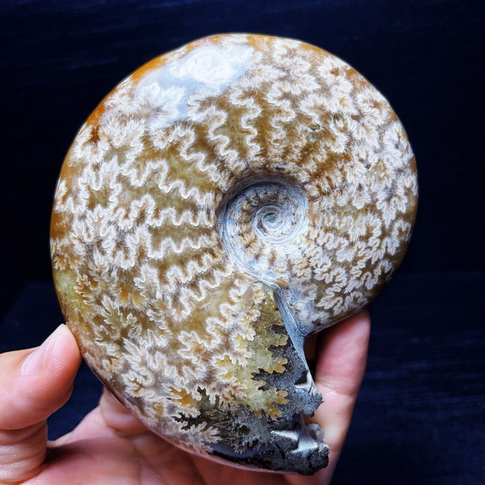 479G Natural Polished Ammonite Crystal Madagascar