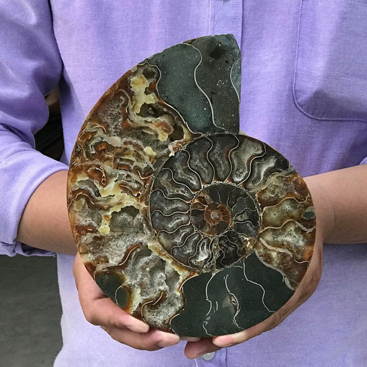 1LB+ Natural ammonite fossil conch crystal specimen healing care