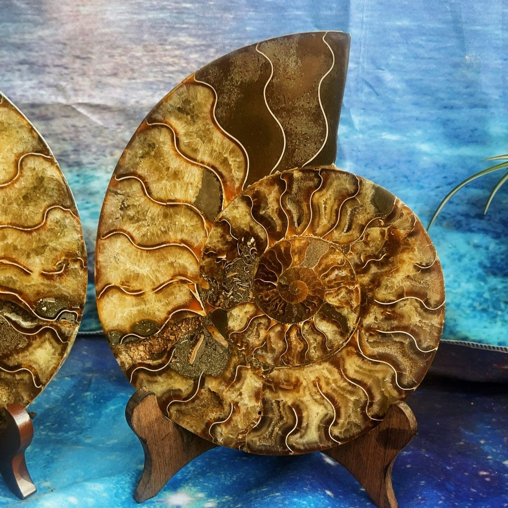 1900G Natural Ammonite Fossil Conch Fossil Fossil Specimen Madagascar 4