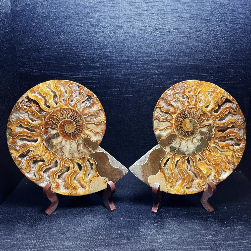 920G A Pair Natural Polished Ammonite Fossil Crystal Madagascar