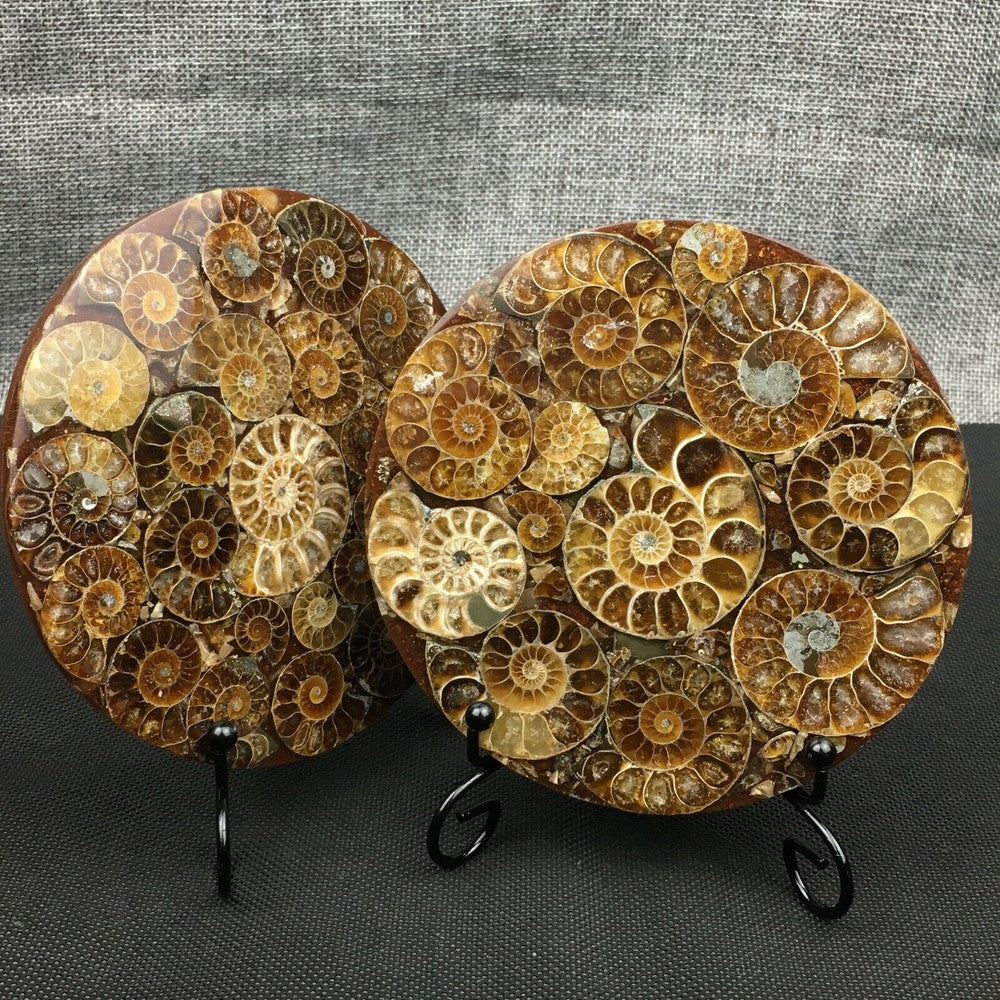 Natural Ammonite Disc Fossil Conch Specimen Crystal Healing Reiki Gift+Stand 1PC