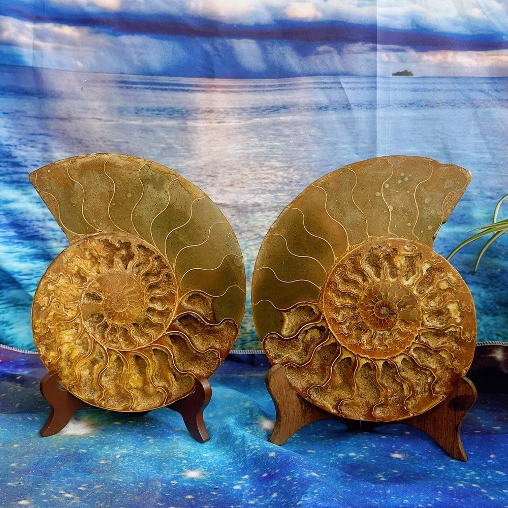 1820G Natural Ammonite Fossil Conch Fossil Fossil Specimen Madagascar 2
