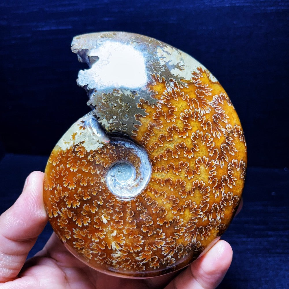 445G Natural Polished Ammonite Crystal Madagascar