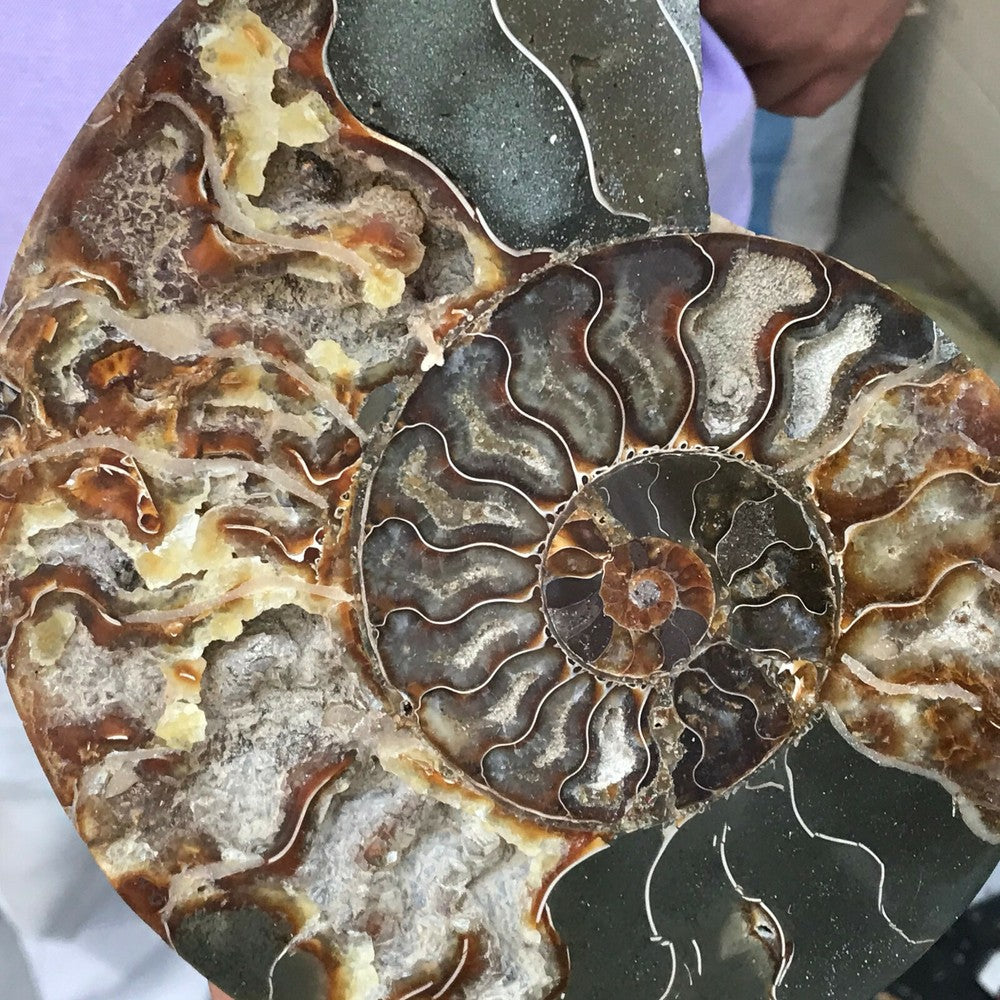 1LB+ Natural ammonite fossil conch crystal specimen healing care