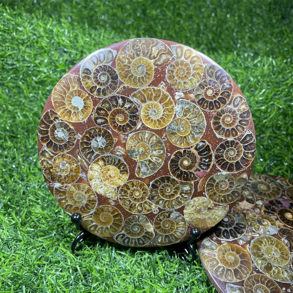 Natural Ammonite Disc Fossil Conch Specimen Crystal Healing Reiki Gift+Stand 1PC