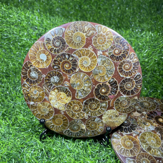 Natural Ammonite Disc Fossil Conch Specimen Crystal Healing Reiki Gift+Stand 1PC
