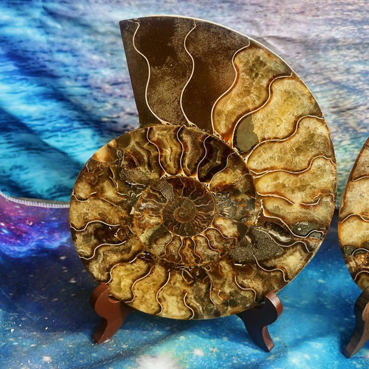 1900G Natural Ammonite Fossil Conch Fossil Fossil Specimen Madagascar 4
