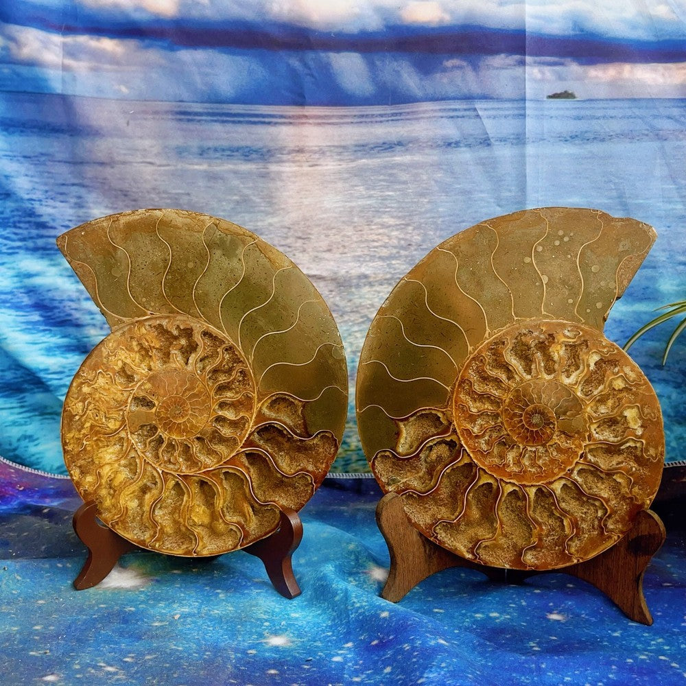 1820G Natural Ammonite Fossil Conch Fossil Fossil Specimen Madagascar 2