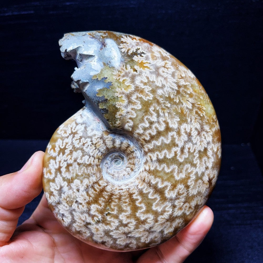 479G Natural Polished Ammonite Crystal Madagascar