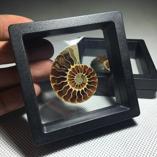 Natural Ammonite Fossil Shell Conch Specimen Crystal Healing Display 1PC