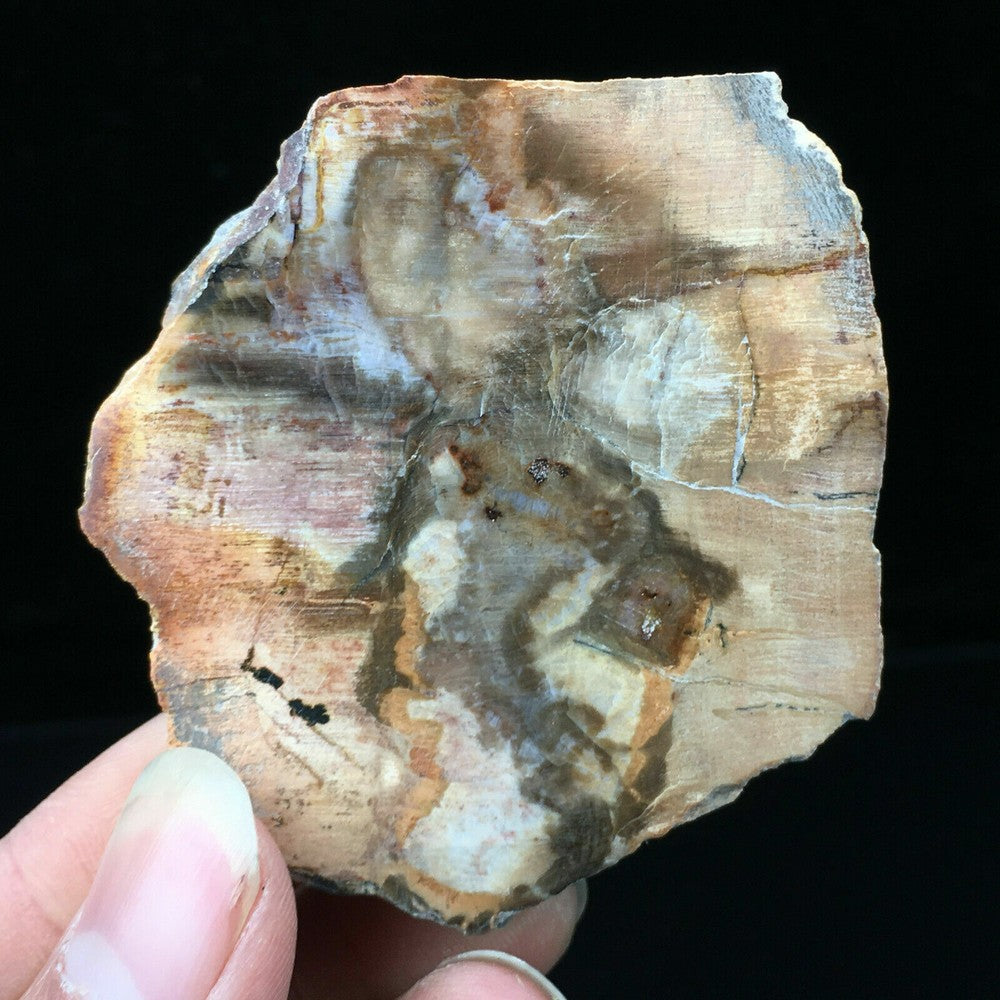 Natural Polished Microsection Petrified Wood Quartz Crystal Gift Healing 1PC