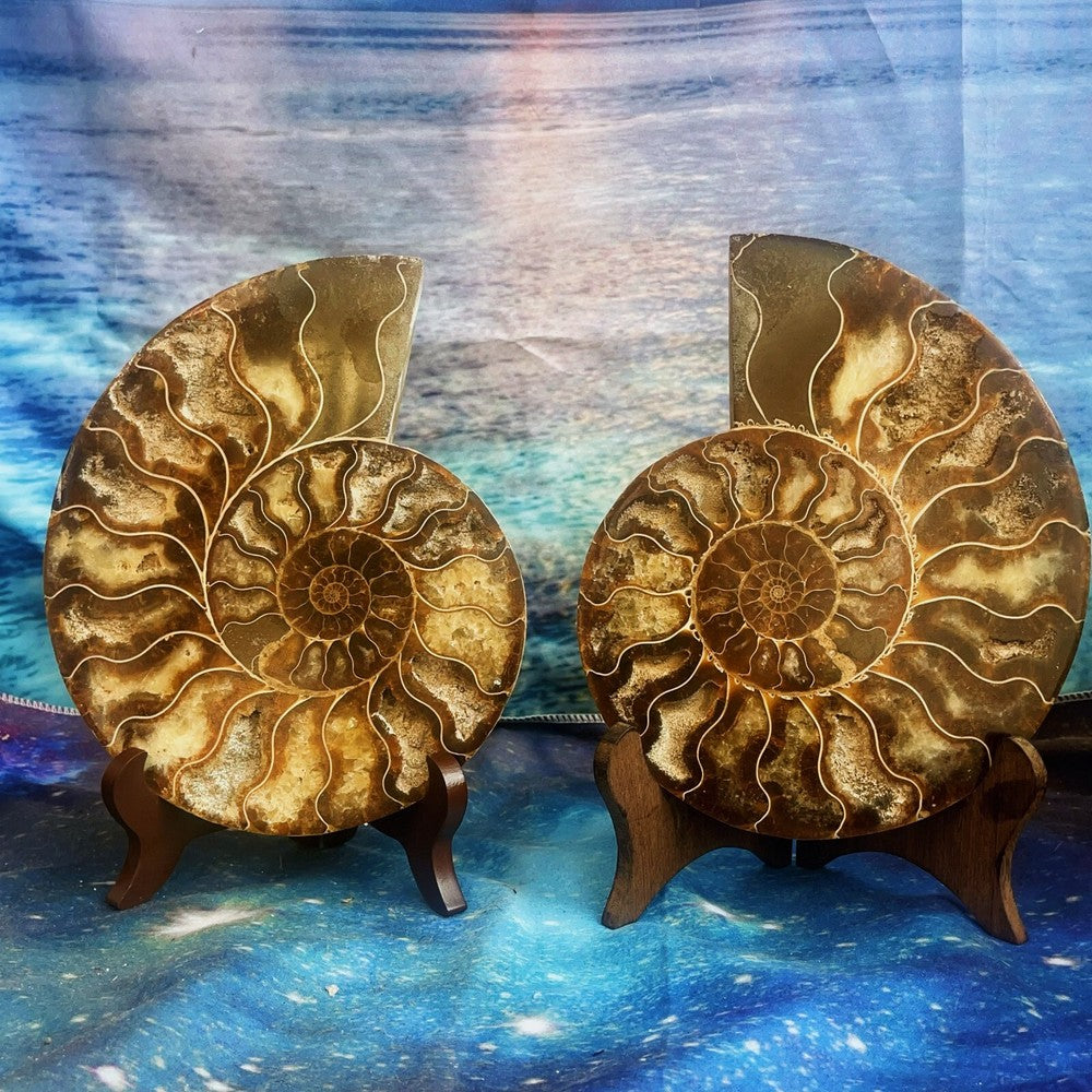 1576G Natural Ammonite Fossil Conch Fossil Fossil Specimen Madagascar 3