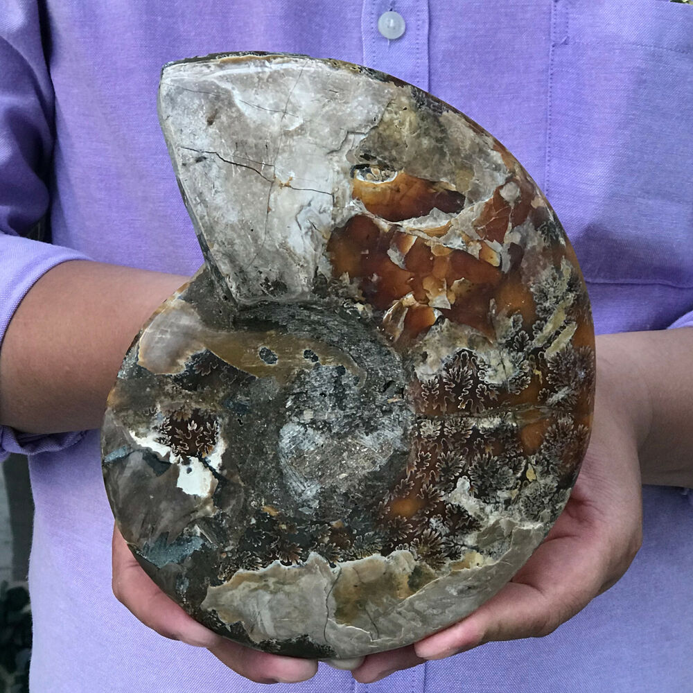 1LB+ Natural ammonite fossil conch crystal specimen healing care