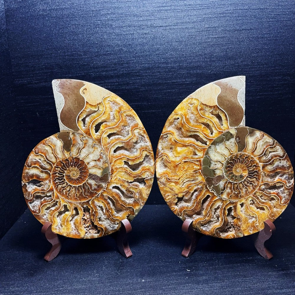 920G A Pair Natural Polished Ammonite Fossil Crystal Madagascar