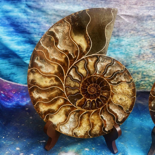 1576G Natural Ammonite Fossil Conch Fossil Fossil Specimen Madagascar 3