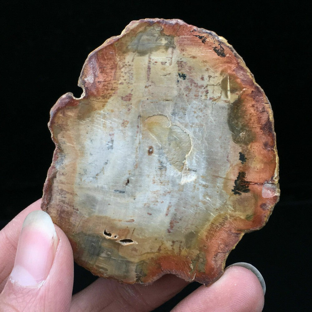 Natural Polished Microsection Petrified Wood Quartz Crystal Gift Healing 1PC