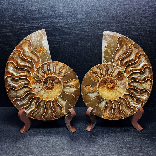 738G Natural Polished Ammonite Crystal Madagascar
