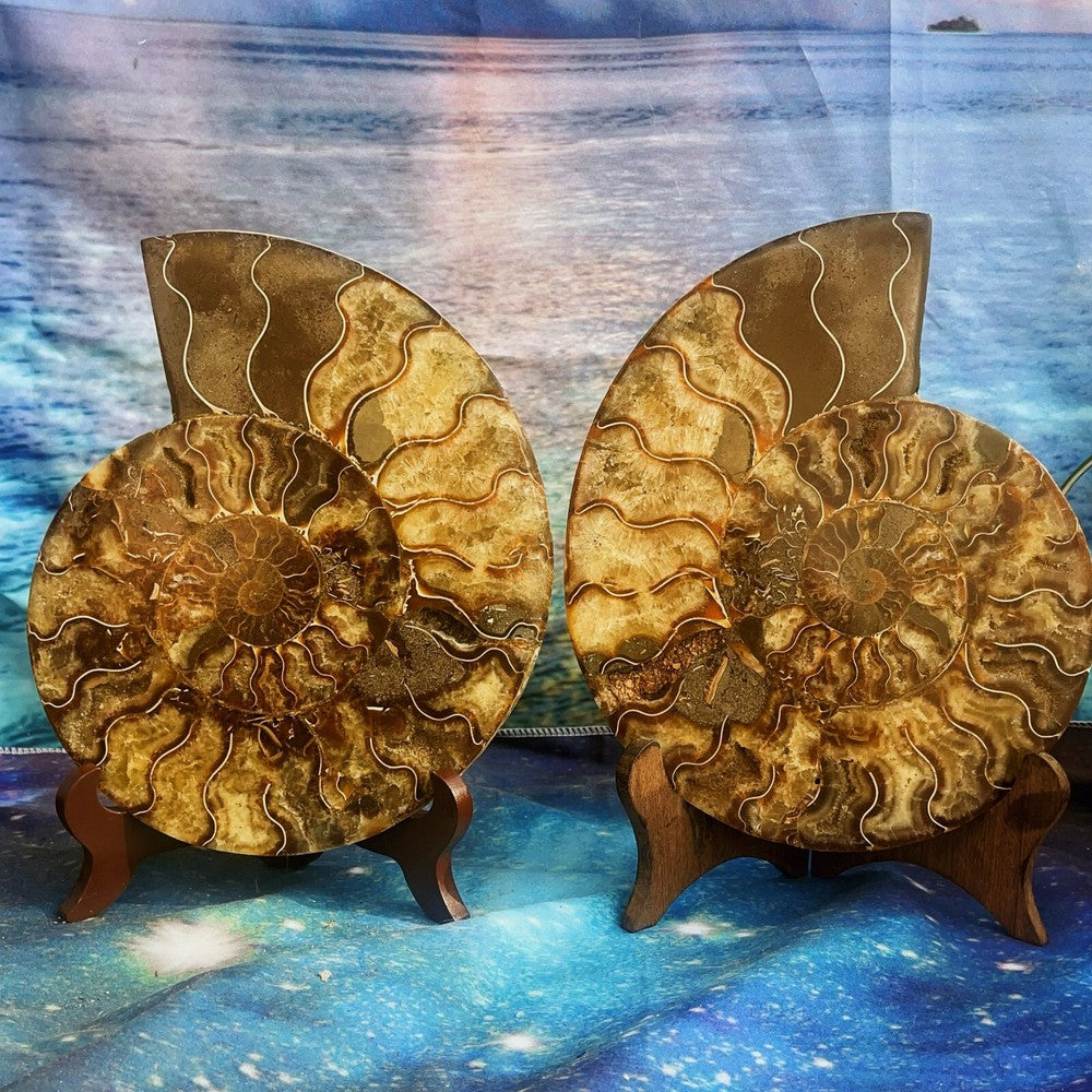 1900G Natural Ammonite Fossil Conch Fossil Fossil Specimen Madagascar 4