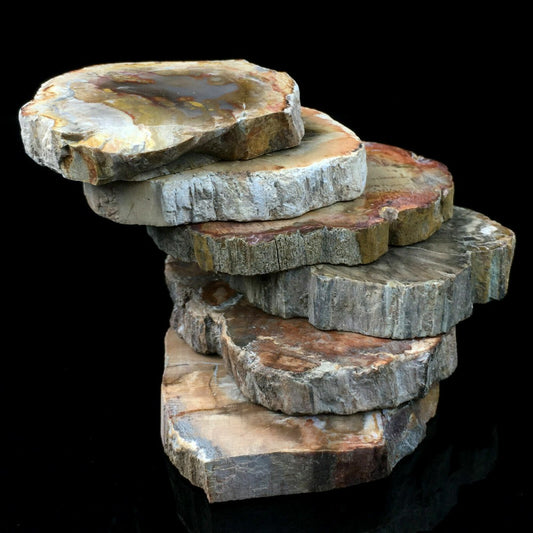 Natural Polished Microsection Petrified Wood Quartz Crystal Gift Healing 1PC