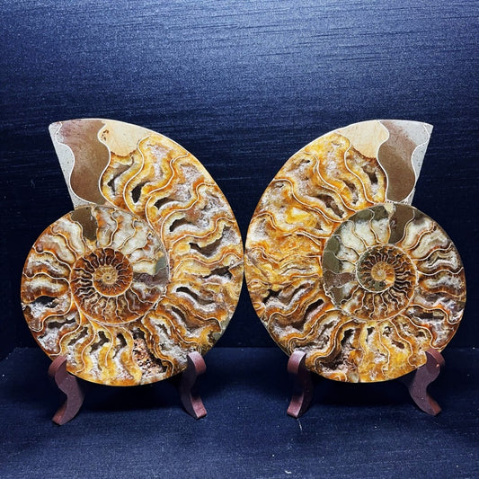920G A Pair Natural Polished Ammonite Fossil Crystal Madagascar
