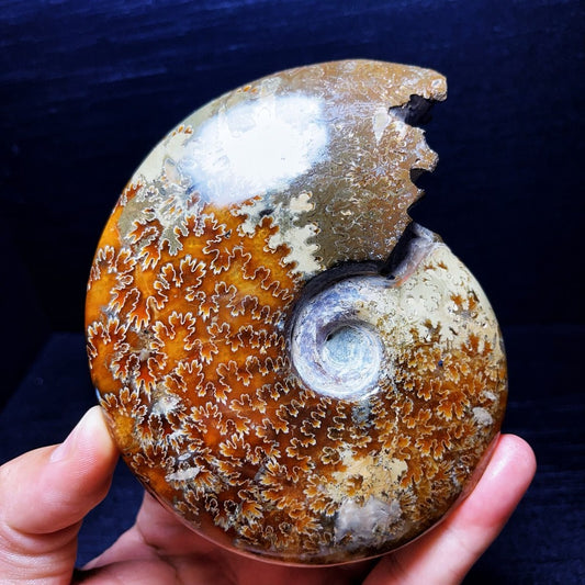 445G Natural Polished Ammonite Crystal Madagascar