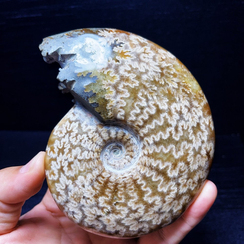 479G Natural Polished Ammonite Crystal Madagascar