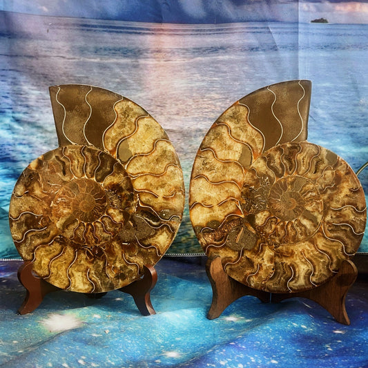 1900G Natural Ammonite Fossil Conch Fossil Fossil Specimen Madagascar 4