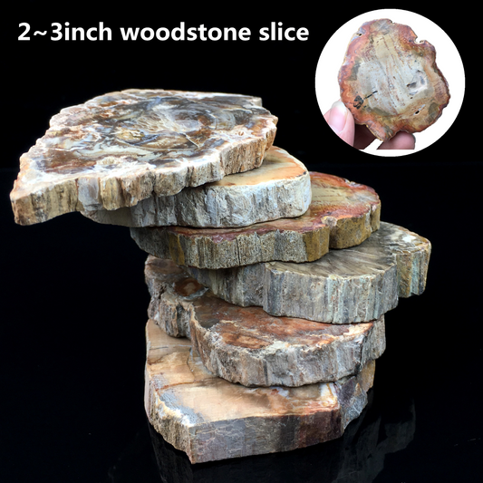Natural Polished Microsection Petrified Wood Quartz Crystal Gift Healing 1PC