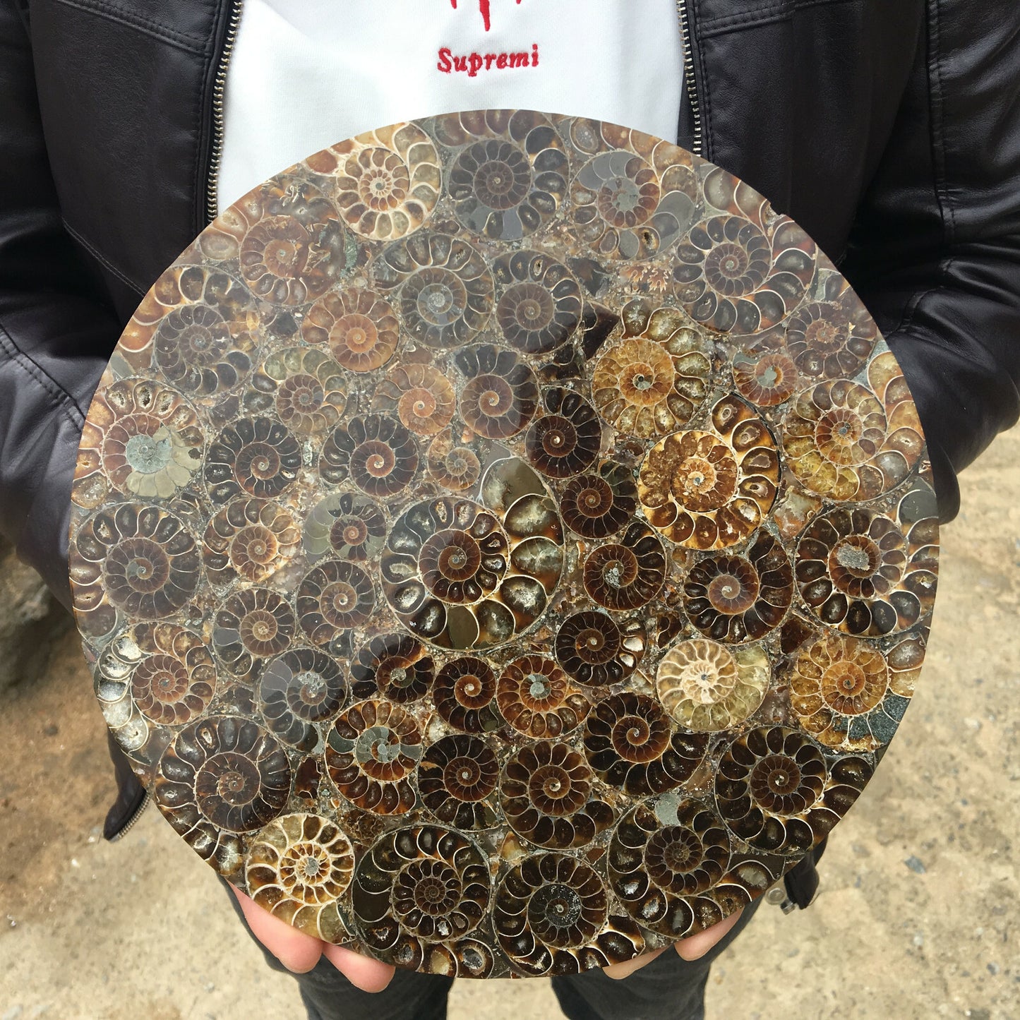 10Inch Natural Ammonite Disc Fossil Conch Specimen Healing 1PC 800g-1000g