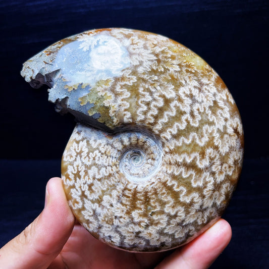 479G Natural Polished Ammonite Crystal Madagascar