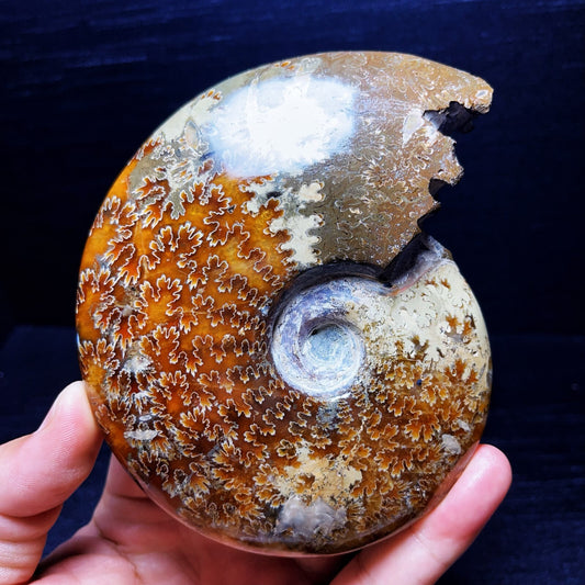 445G Natural Polished Ammonite Crystal Madagascar