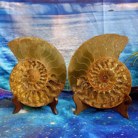 1820G Natural Ammonite Fossil Conch Fossil Fossil Specimen Madagascar 2