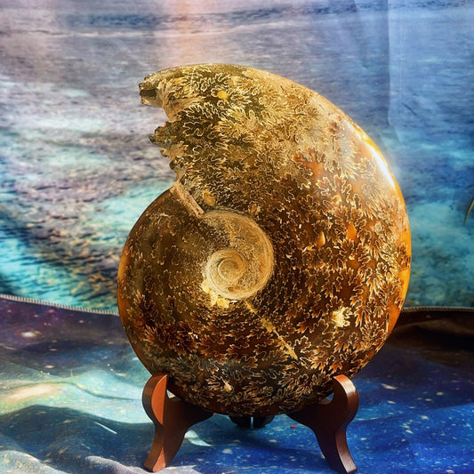 1686G Natural Ammonite Fossil Conch Fossil Fossil Specimen Madagascar