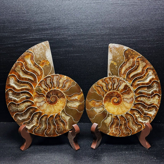 738G Natural Polished Ammonite Crystal Madagascar