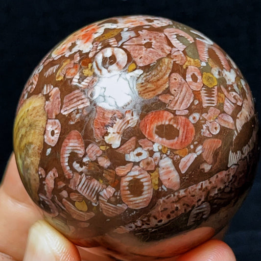 283G Natural Colorful Agate And Shell Symbiotic Sphere/Ball Healing
