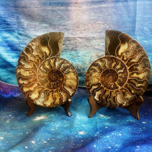1576G Natural Ammonite Fossil Conch Fossil Fossil Specimen Madagascar 3