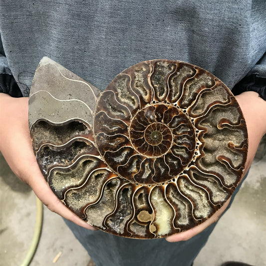 1LB+ Natural ammonite fossil conch crystal specimen healing care