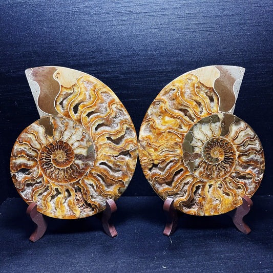 920G A Pair Natural Polished Ammonite Fossil Crystal Madagascar